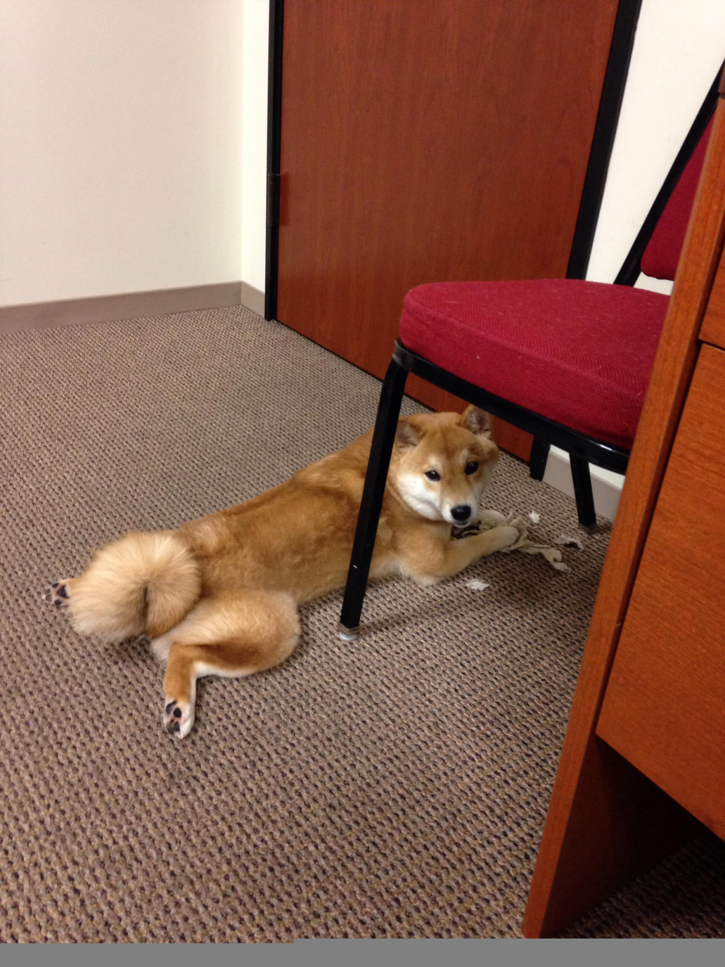 篮球运动员专项体能训练疲劳监测研究,篮球运动员疲劳期