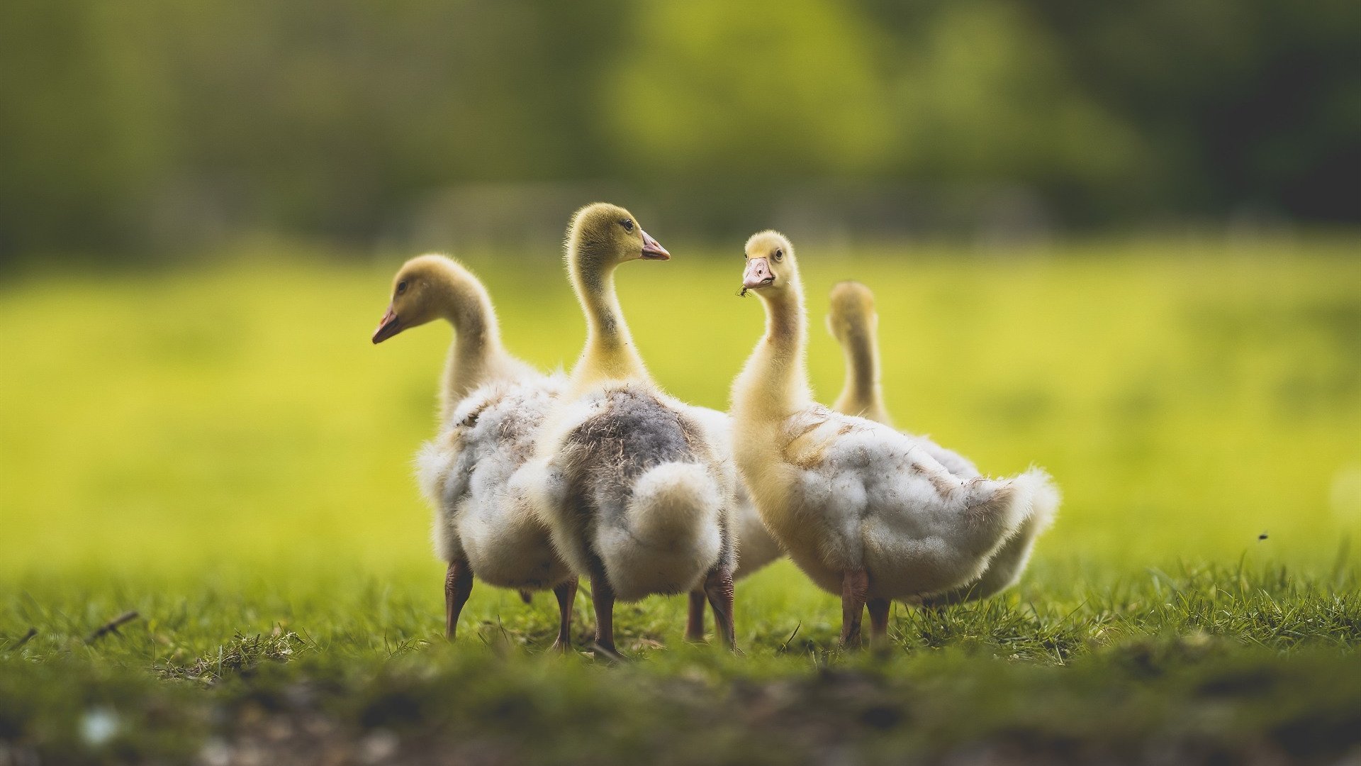 绝杀瞬间:本赛季最精彩的终场胜利,nba2020~2021赛季绝杀合集