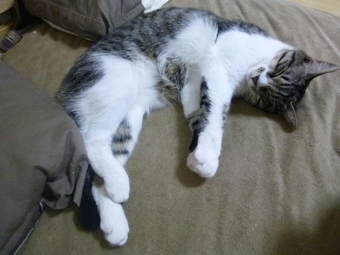 西甲后腰区域控制力提升成为球队稳定核心,西甲前腰排名