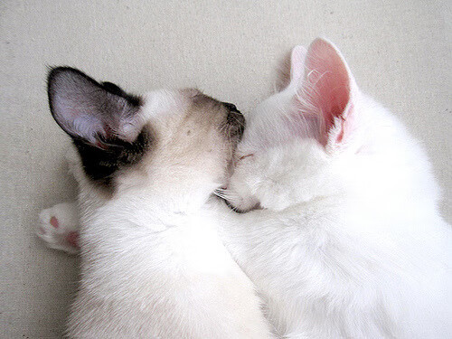 CBA裁判系统升级 提升比赛公正性,cba裁判管理