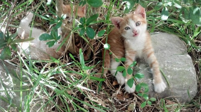 “2025世界游泳锦标赛:水上芭蕾精彩纷呈,艺术之美与竞技并行”
