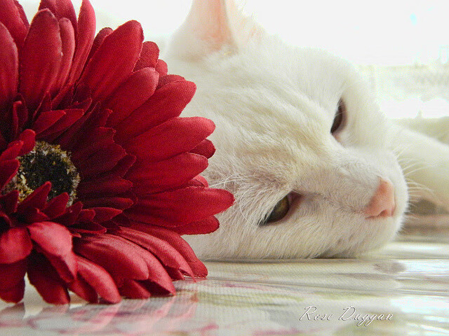 开云体育登录入口-中国男篮提升进攻多样性，中国男篮表现