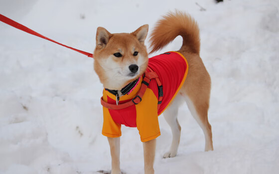体育新闻中心构建国际赛事传播新机制,体育新闻中心构建国际赛事传播新机制的意义