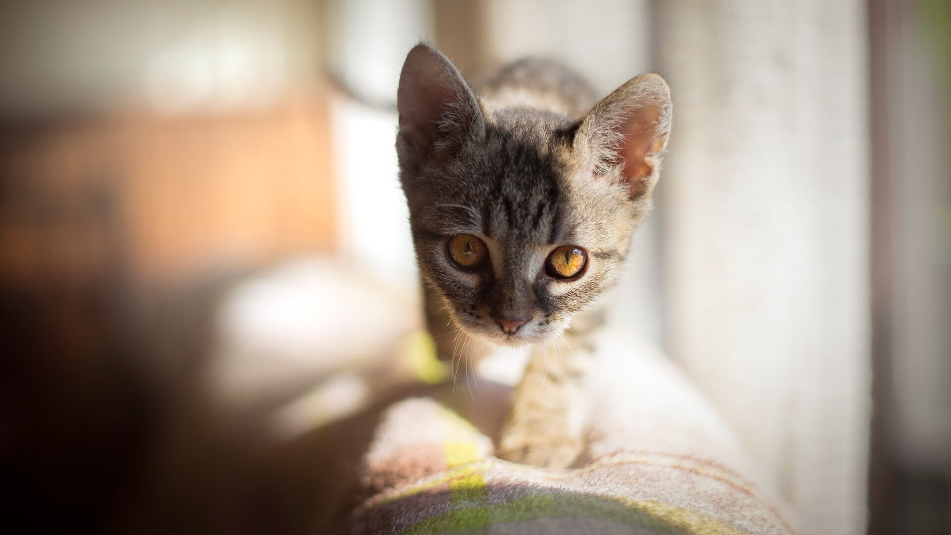 奥预赛中国女足迎战 球迷齐声呐喊助威,中国女足奥预赛视频