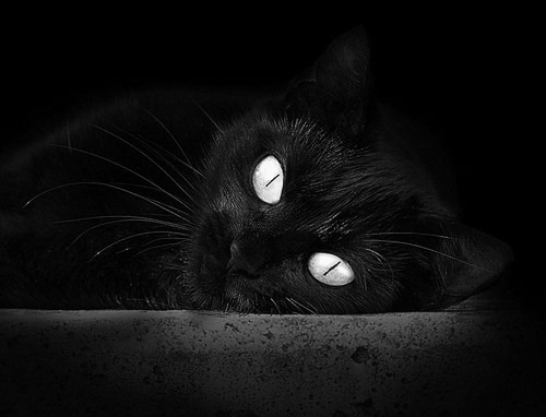 赛季中教练换术体系切换如何影响得分效率,t1换教练