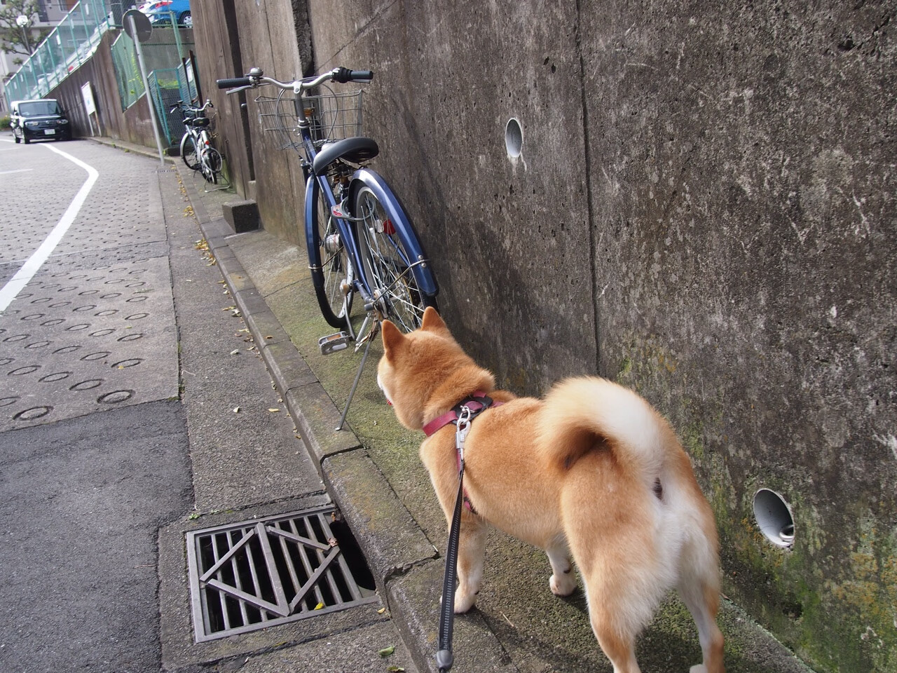 开云体育链接-足球训练课强调节奏与协作并重，足球训练课强调节奏与协作并重的原因