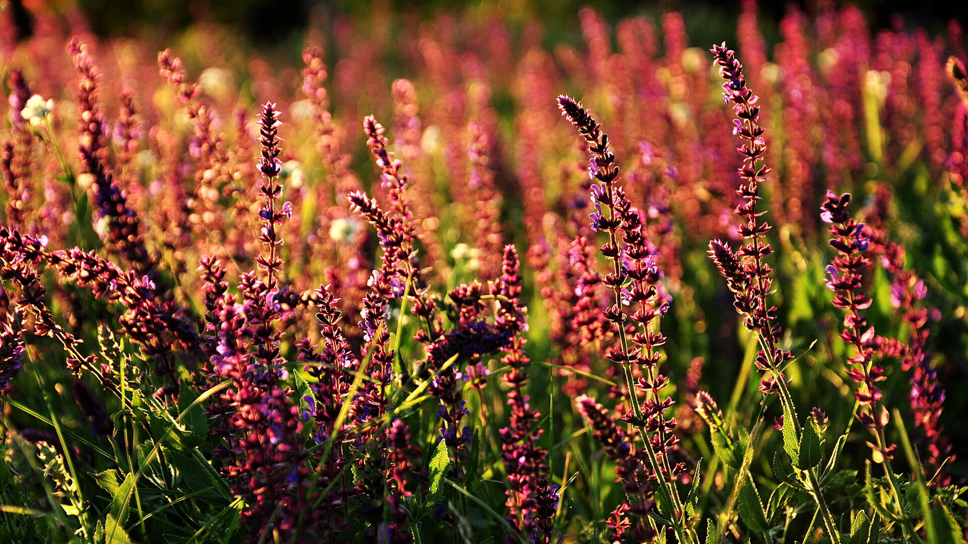 开云体育平台-“安赫尔·巴尔博萨的精确反击与无懈可击的突破，帮助阿根廷美洲狮队应对强敌”