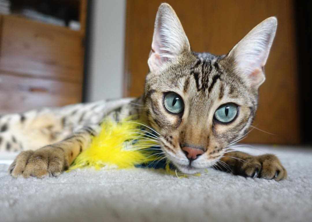 开云体育-中国篮球俱乐部推动运营数字化转型提升管理效率，篮球俱乐部管理系统