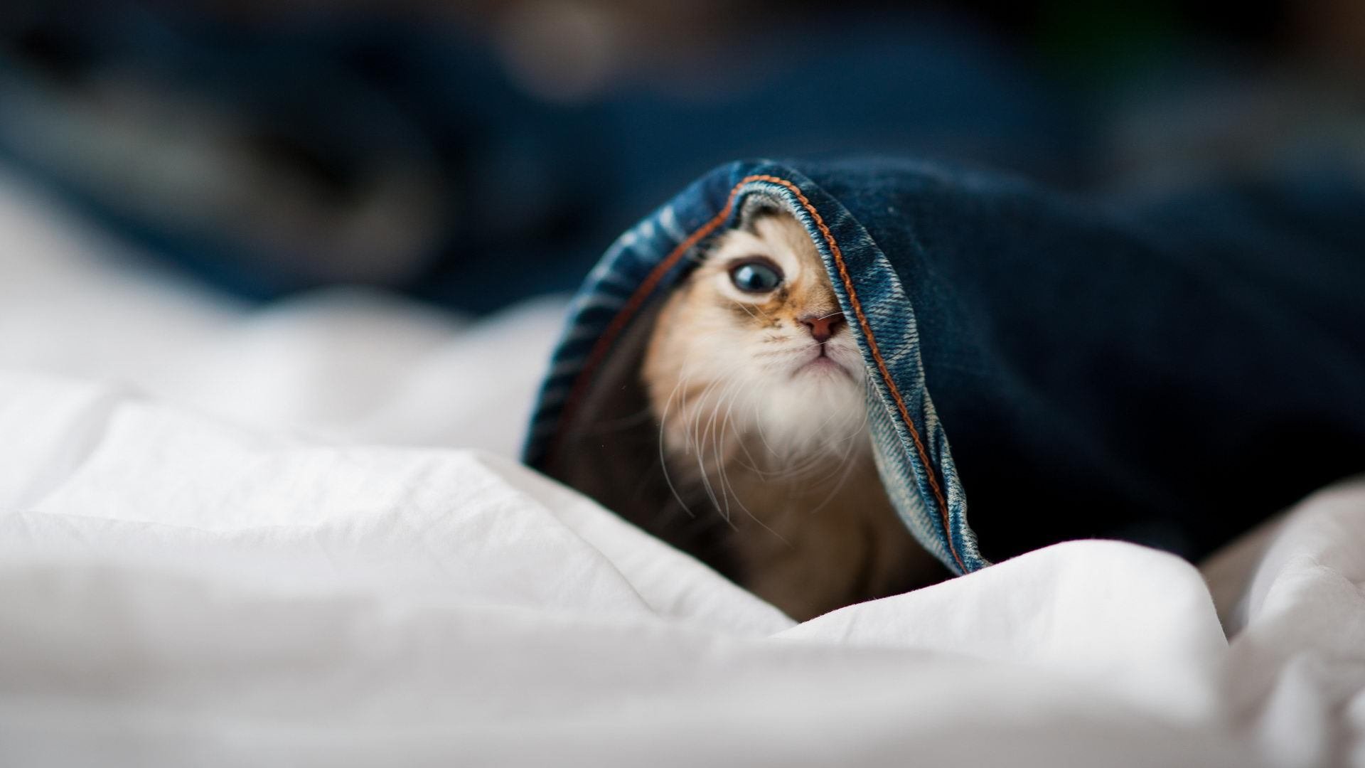 中国篮球俱乐部推动运营数字化转型提升管理效率，篮球俱乐部管理系统