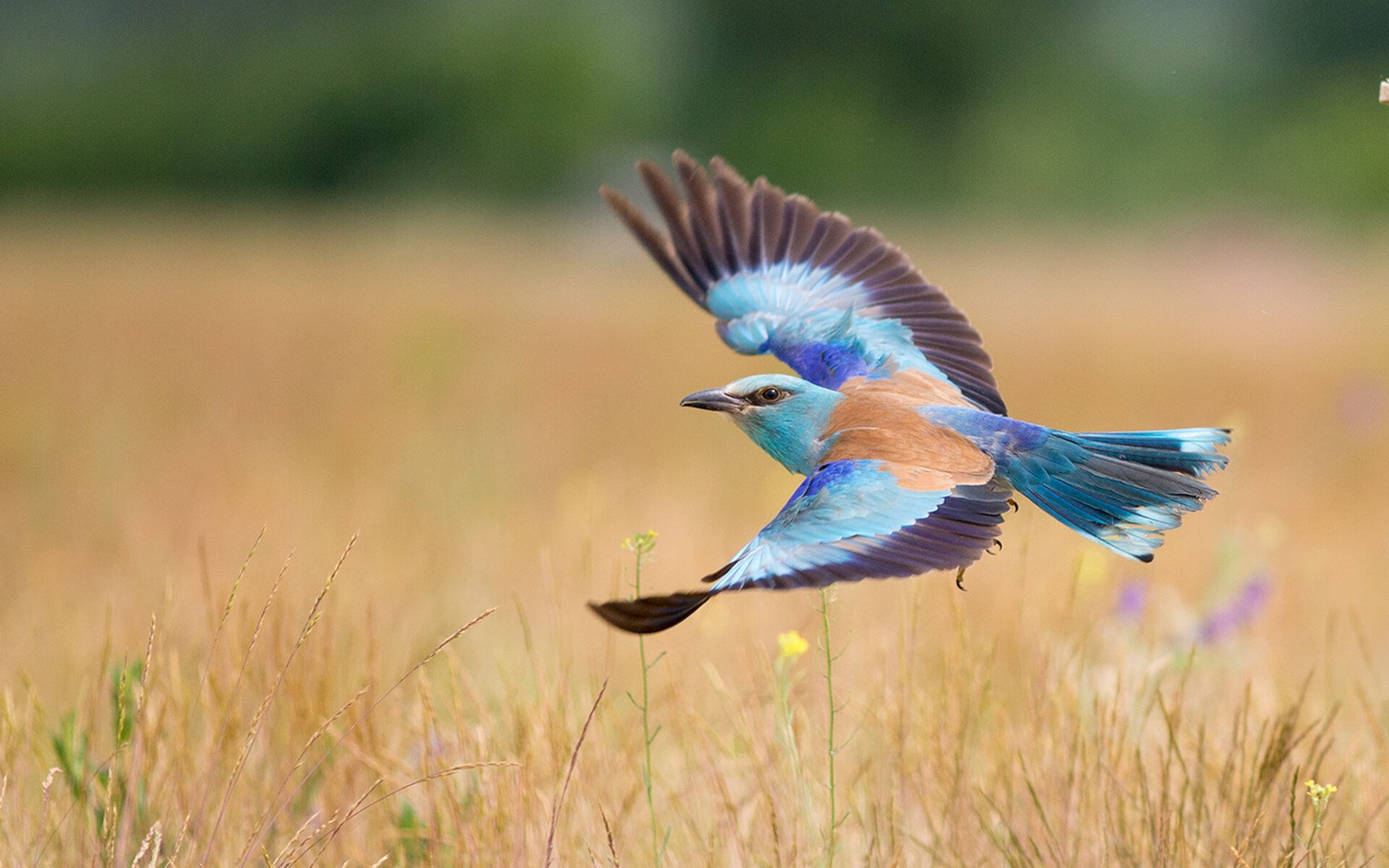 中国足球俱乐部青训体系深化改革，中国足球青训俱乐部排名