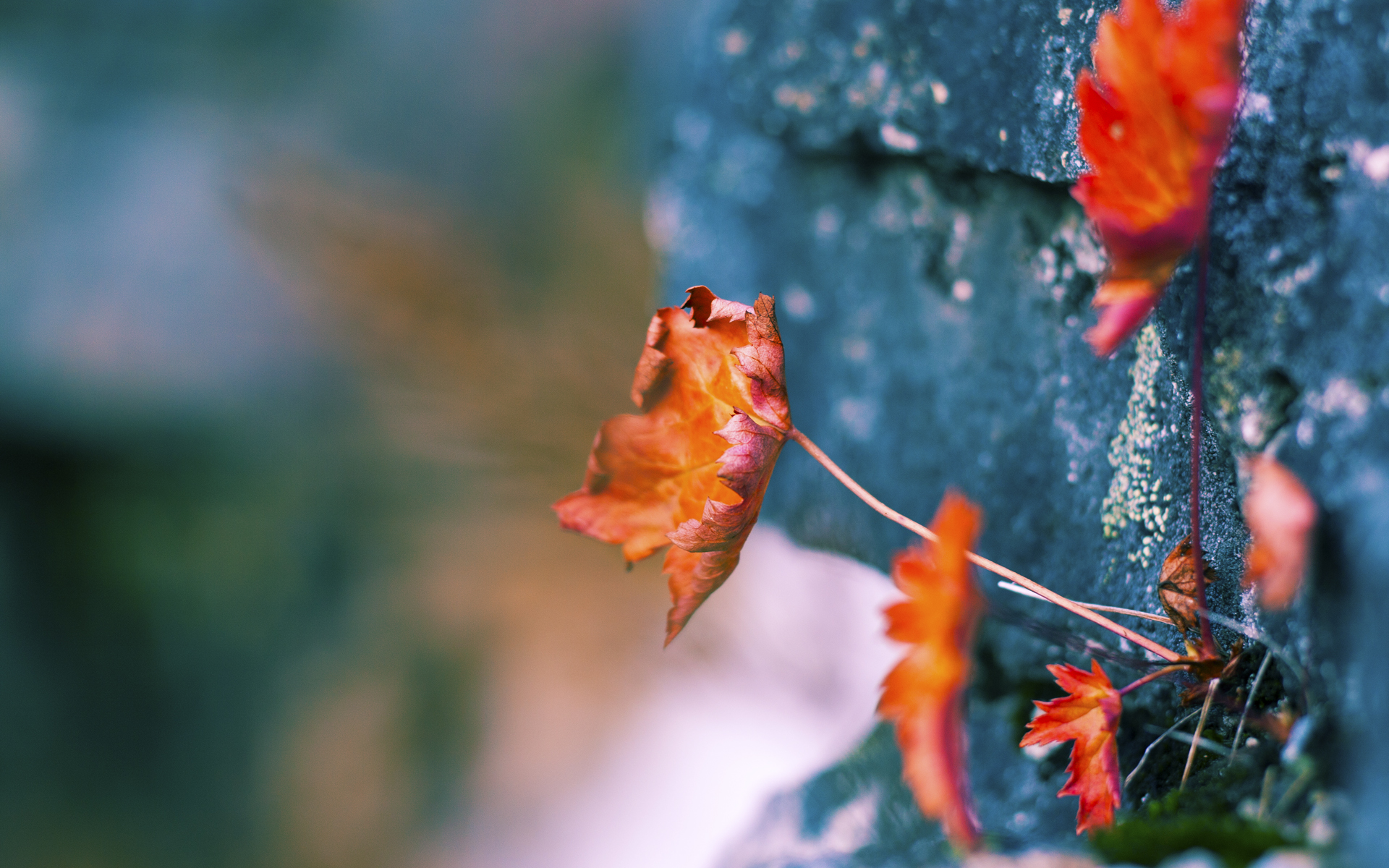 张伟丽将挑战排名第三的对手,张伟丽最强对手是谁