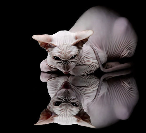 开云体育app在线-橄榄球冠军锦标赛南半球对决，四强势力鼎立，2020年橄榄球锦标赛