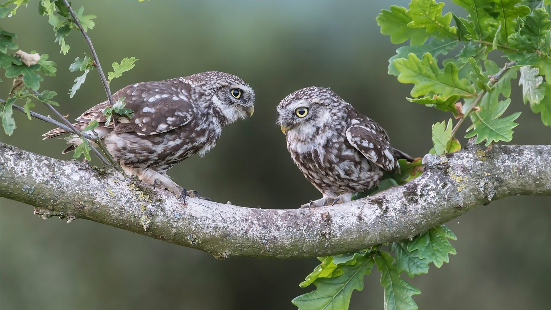 湖人内线组合赛场配合渐入佳境，湖人 内线