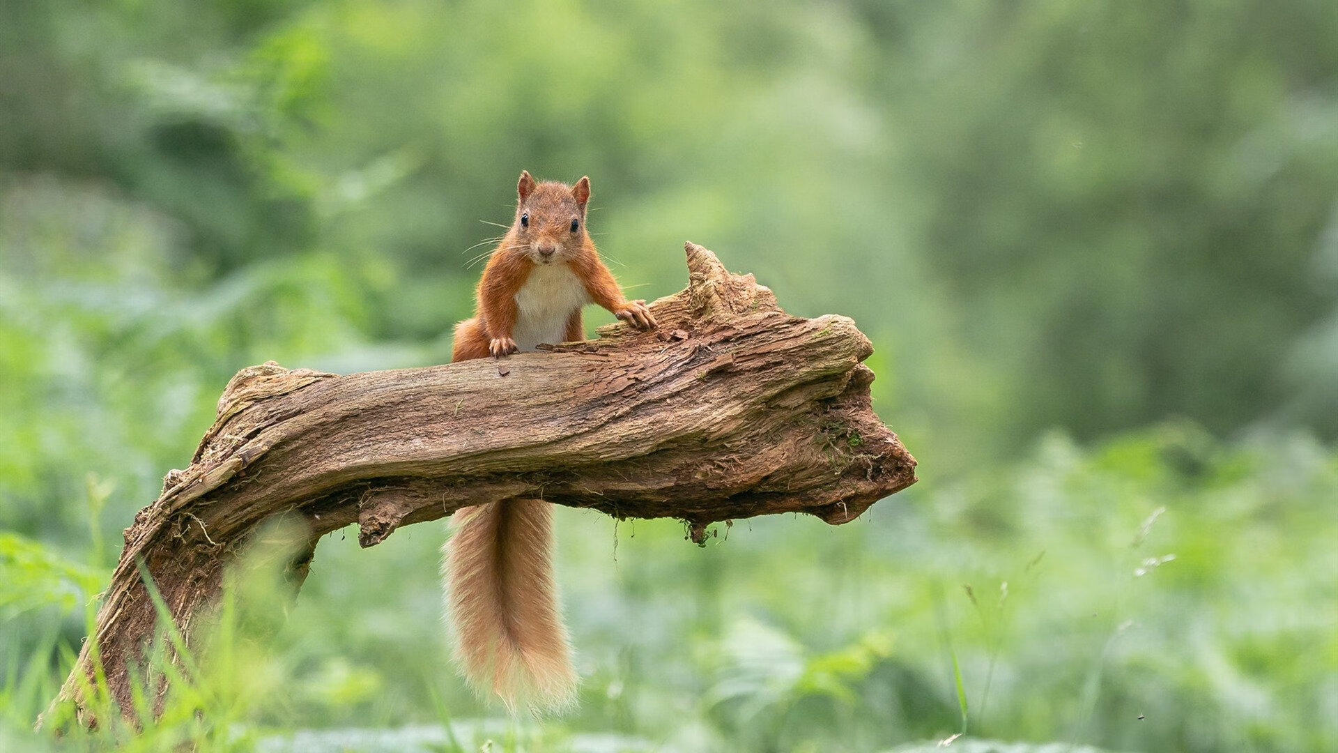 开云体育官网在线-线上青少年足球技能竞赛吸引广泛关注，激发青少年运动兴趣，青少年足球培训app