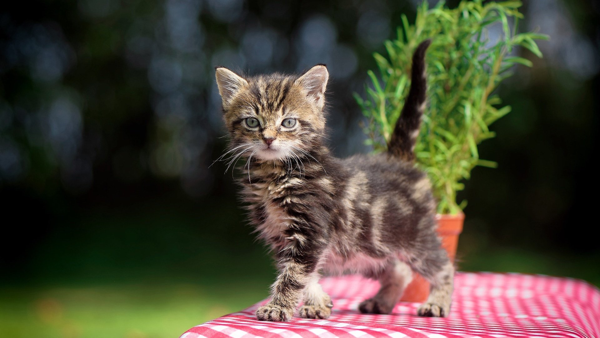 跳水动作干净利落突尼斯顺利晋级，吉尼斯跳水