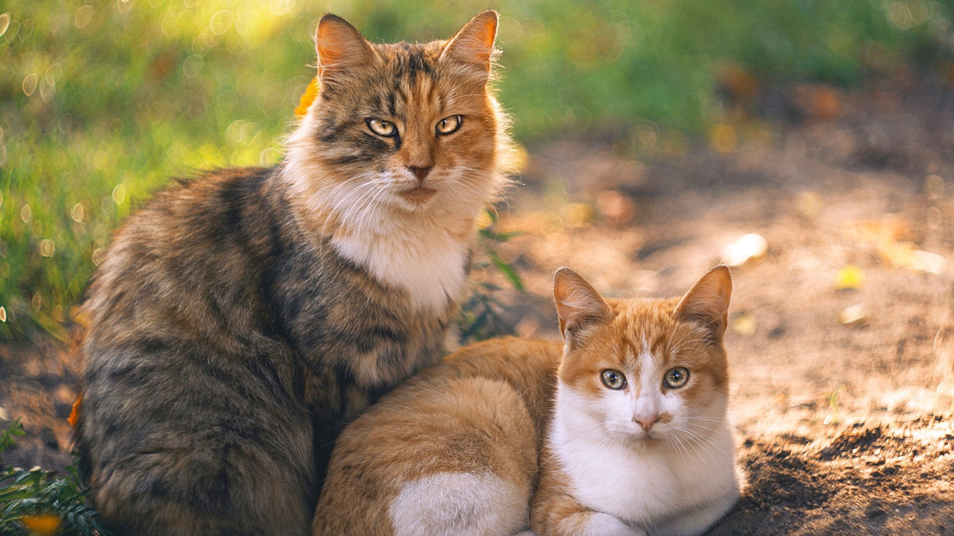 开云在线入口-青少年体育活动激励政策出台，青少年体育活动激励政策出台时间