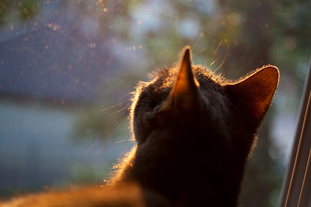 中国篮球联赛中球队文化建设与粉丝基础形成机制，球队文化内涵